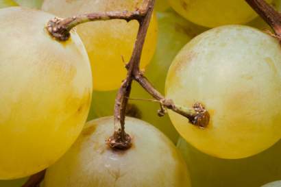 Soins Cosmétiques Naturels, La Cueillette